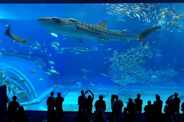 【沖縄・日帰りバスツアー】沖縄美ら海水族館など、人気施設の入園料込み！（ラド美ら海号）選べる発着地！