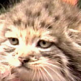 manul_cat1