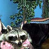 racoon_died2