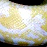 yellowsnake