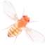 Drosophila melanogaster