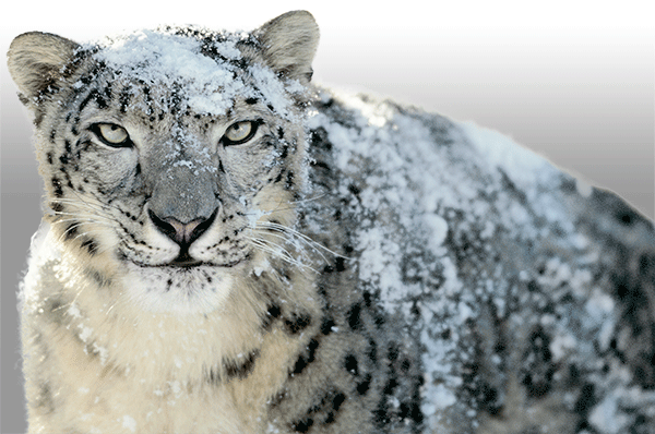 MacOS 10.6 Mac OS X Snow Leopard