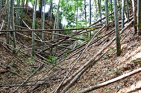 毛枚北城　２０１７年１２月１１日　現地踏査