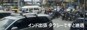 インド出張 タクシーで牛と遭遇