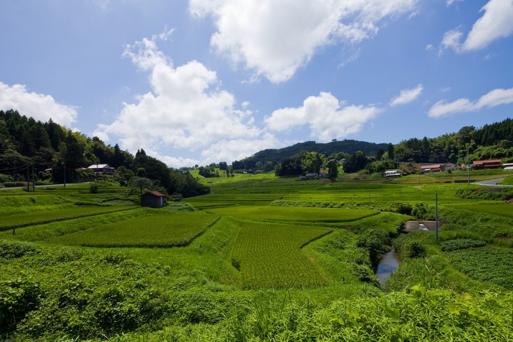 rice field