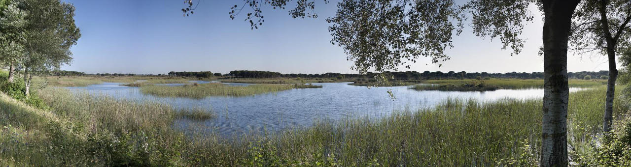 Laguna del Acebuche