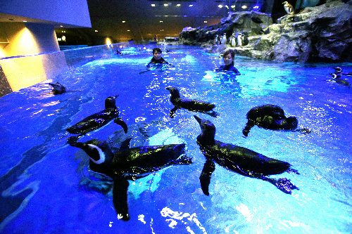 写真：報道陣に公開されたすみだ水族館のプール形水槽＝１０日午前、東京都墨田区、林敏行撮影