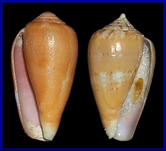 Conus tinianus Hwass in Bruguière, 1792