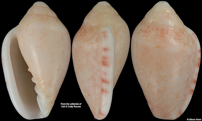 Marginella piperata Hinds, 1844