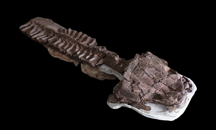 広範囲に生息した巨大四肢類：サンショウウオに似た化石動物によって拡大された初期の四肢類の地理的分布