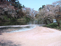 弘前城の桜