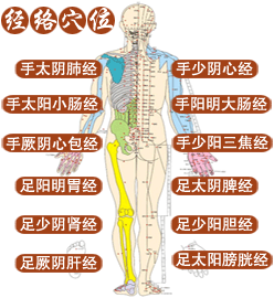 中医经络穴位