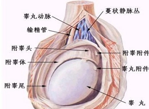 什么是睾丸炎