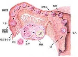 卵泡囊肿