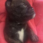 r/puppies - 🐶 My boy Parker 🐶