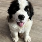 r/stbernards - My 9 week old pup!
