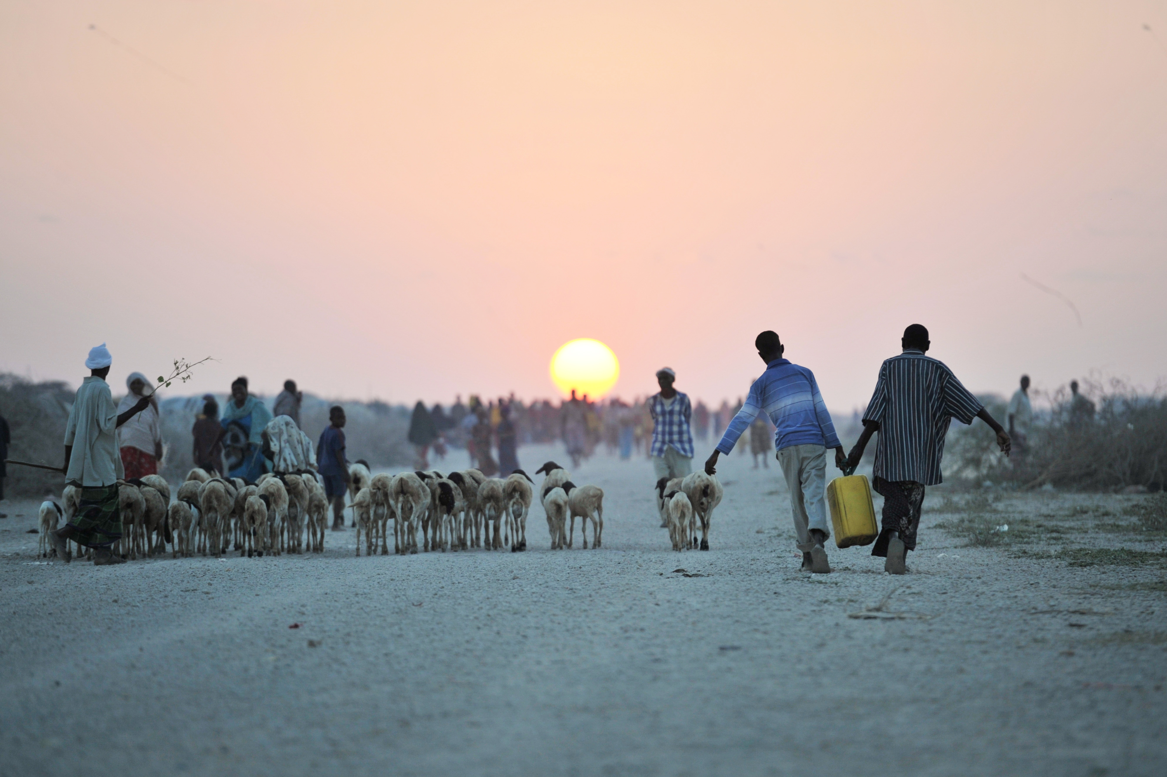 Shepards walking on dry field with sheep