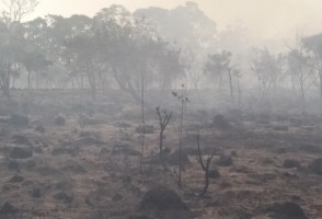 Tratamento com fumaça pode favorecer a germinação de sementes do Cerrado