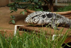 Desvendado mecanismo que torna teiú o primeiro lagarto capaz de produzir calor para se aquecer