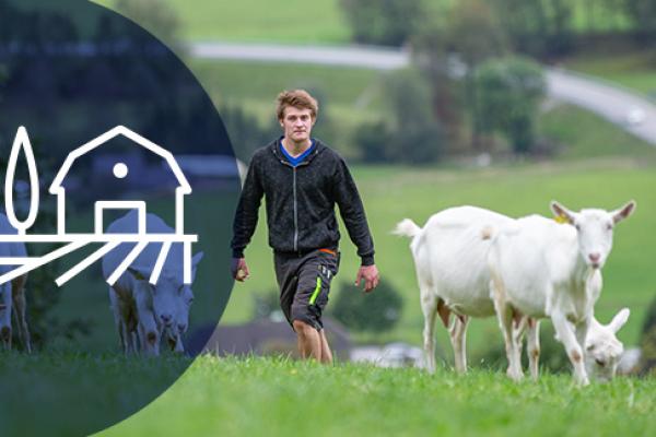 a person walking in a field with goats