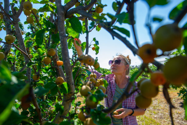 A woman picking fruit in an orchard