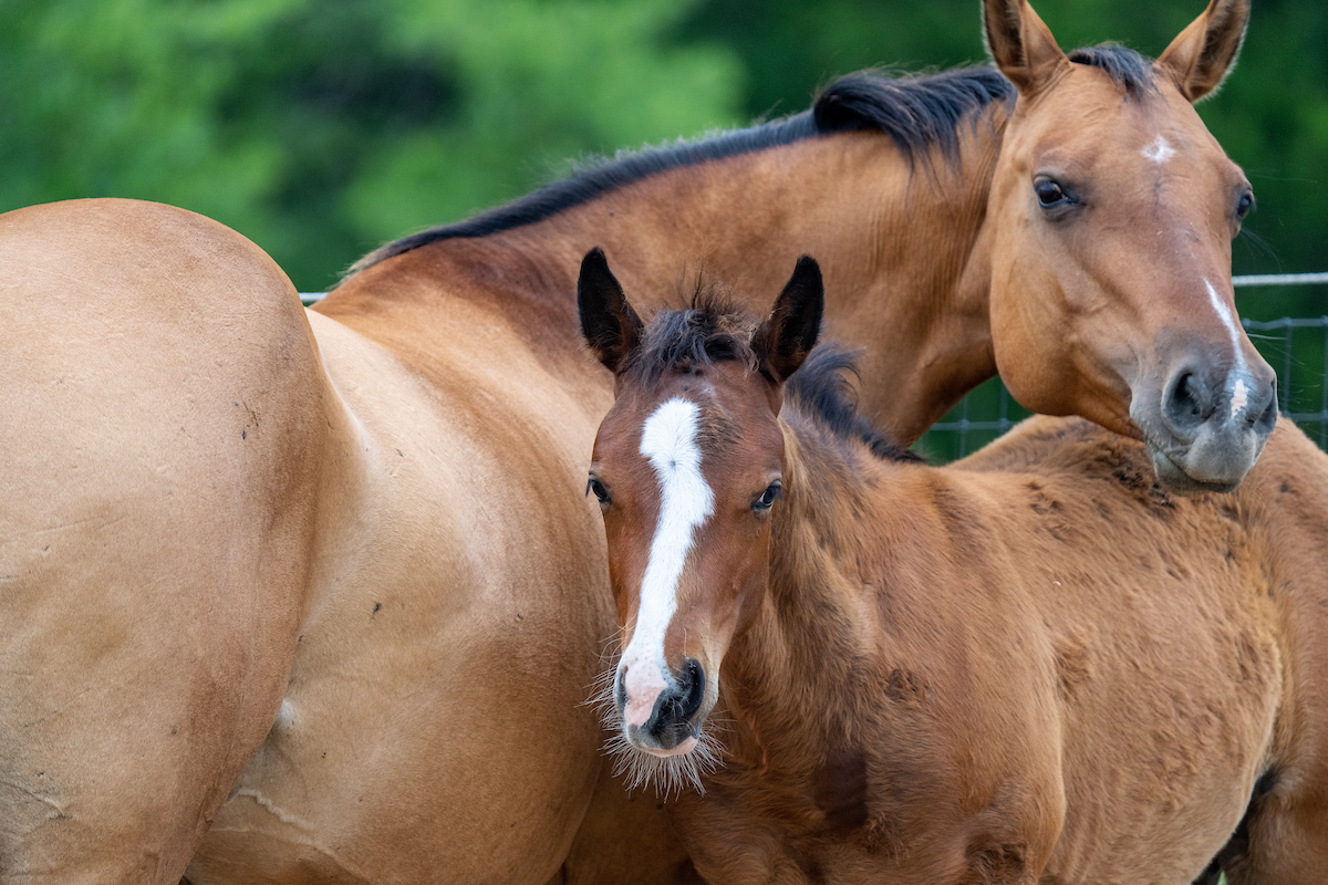 Equine owners advised to act against EEE