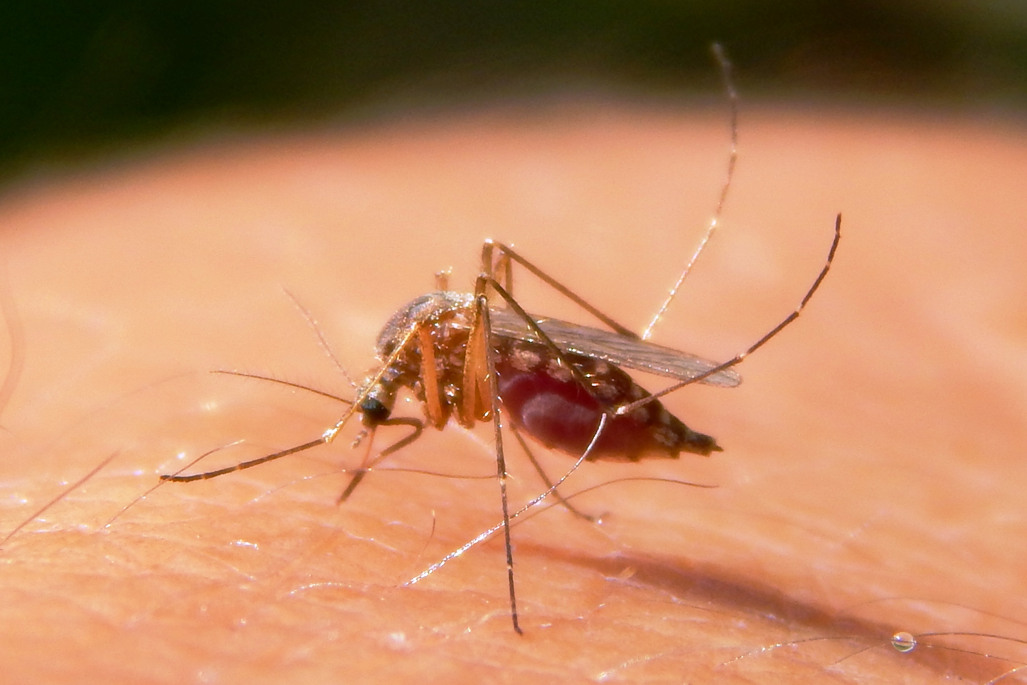 Minimize the risk of West Nile virus infection