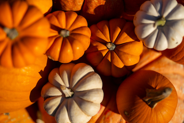 A group of pumpkins ranging from white to dark orange as viewed from above. They have been picked and are on display.