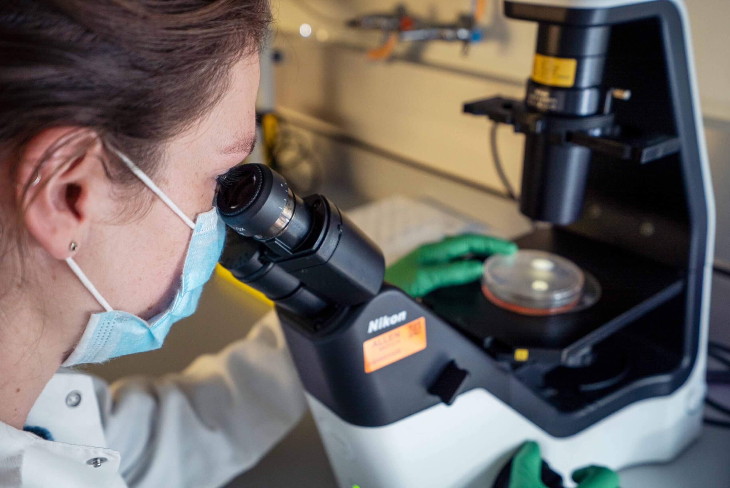 Research associate looking at a dish of cells through a microscope