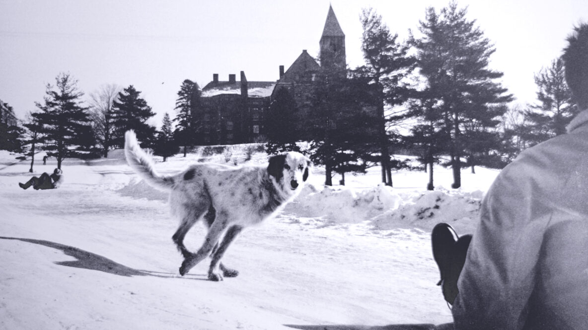 A dog cavorts on the Slope in winter