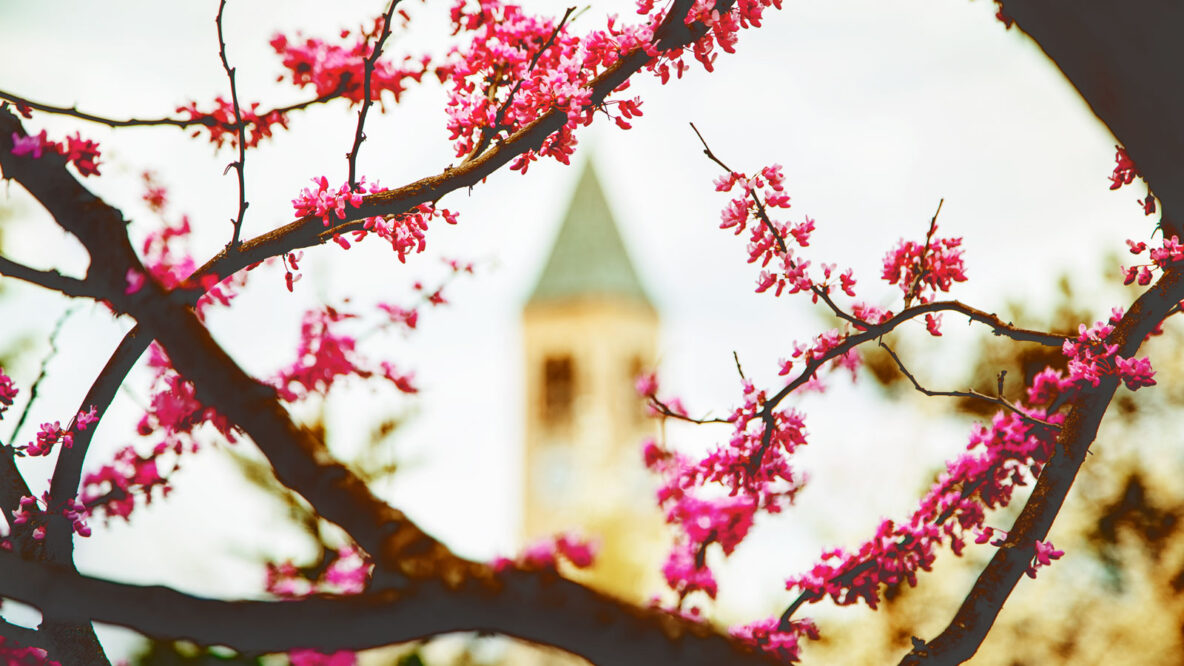 McGraw clocktower with blossoms in the forefront