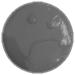 sad cookie footer