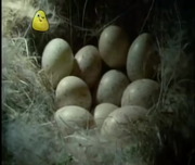 Come Outside Eggs