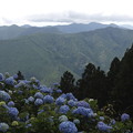 写真: 20200712花園あじさい園a9