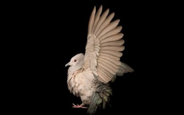 羽ばたくミカドバト（Ducula aenea）。インドのアフマダーバードにあるカマラ・ネルー動物園で撮影（PHOTOGRAPH BY JOEL SARTORE）