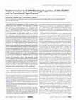 Research paper thumbnail of Multimerization and DNA Binding Properties of INI1/hSNF5 and Its Functional Significance