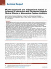 Research paper thumbnail of TAAR1-Dependent and -Independent Actions of Tyramine in Interaction With Glutamate Underlie Central Effects of Monoamine Oxidase Inhibition