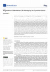 Research paper thumbnail of Regulation of Fibroblast Cell Polarity by Src Tyrosine Kinase