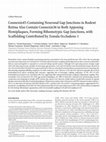 Research paper thumbnail of Connexin45-Containing Neuronal Gap Junctions in Rodent Retina Also Contain Connexin36 in Both Apposing Hemiplaques, Forming Bihomotypic Gap Junctions, with Scaffolding Contributed by Zonula Occludens-1