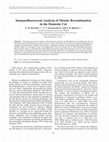 Research paper thumbnail of Immunofluorescent analysis of meiotic recombination in the domestic cat