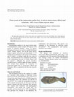 Research paper thumbnail of First record of the immaculate puffer fish, Arothron immaculatus (Bloch and Schneider, 1801) from Chilika lagoon, India