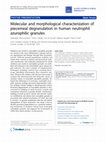 Research paper thumbnail of Molecular and morphological characterization of piecemeal degranulation in human neutrophil azurophilic granules