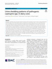 Research paper thumbnail of Urine shedding patterns of pathogenic Leptospira spp. in dairy cows