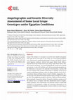 Research paper thumbnail of Ampelographic and Genetic Diversity Assessment of Some Local Grape Genotypes under Egyptian Conditions