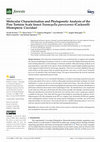 Research paper thumbnail of Molecular Characterization and Phylogenetic Analysis of the Pine Tortoise Scale Insect Toumeyella parvicornis (Cockerell) (Hemiptera: Coccidae)