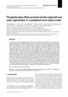 Research paper thumbnail of Phosphate glass fibres promote neurite outgrowth and early regeneration in a peripheral nerve injury model