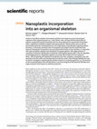 Research paper thumbnail of Nanoplastic incorporation into an organismal skeleton