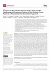 Research paper thumbnail of Analyses on the Infection Process of Rice Virus and the Spatiotemporal Expression Pattern of Host Defense Genes Based on a Determined-Part Inoculation Approach