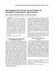 Research paper thumbnail of Glycosidases are present on the surface of Drosophila melanogaster spermatozoa