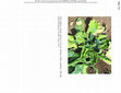 Research paper thumbnail of First report of spinach (Spinacia oleracea) wilt caused by cucumber mosaic virus (CMV) in Brazil